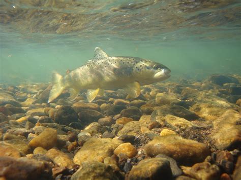 Fish Through The Winter In The Dan River Region