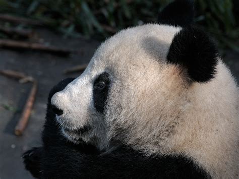 Vanishing Cultures Photography | Giant Panda | Diet