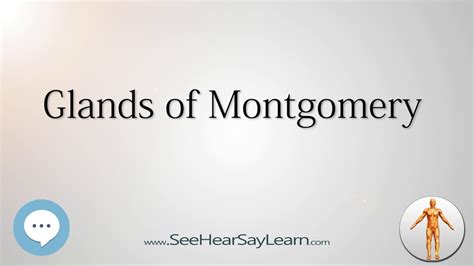 Glands Of Montgomery Anatomy Named After People 🔊 Youtube