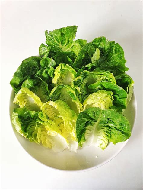 Two Sucrine Salad Stock Image Image Of Green Lettuce 27576265