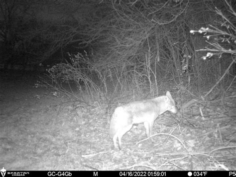 Photos Coyote Management Solutions