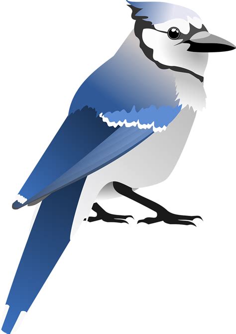 Download Blue Jay Jay Bird Royalty Free Stock Illustration Image