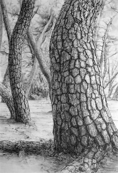 Pine Tree New Landscape Drawings Landscape Pencil Drawings