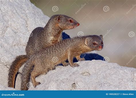 Slender Mongoose Botswana Stock Image Image Of Mongoose Slender