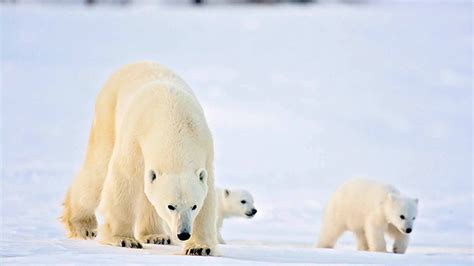 When Do Polar Bear Cubs Leave Their Mother Polar Bear Facts