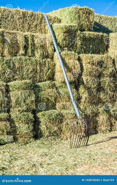 Alfalfa Hay Bales Stacked With Pitch Fork On Farm Stock Image Image