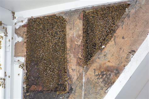 Bees Swarming The Corner Of A Wall In Front Of A Window