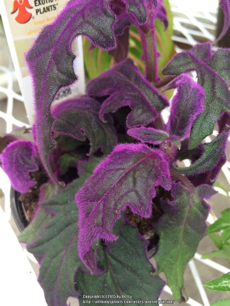 It looks great as a corner plant. Photo of the leaves of Purple Velvet Plant (Gynura ...