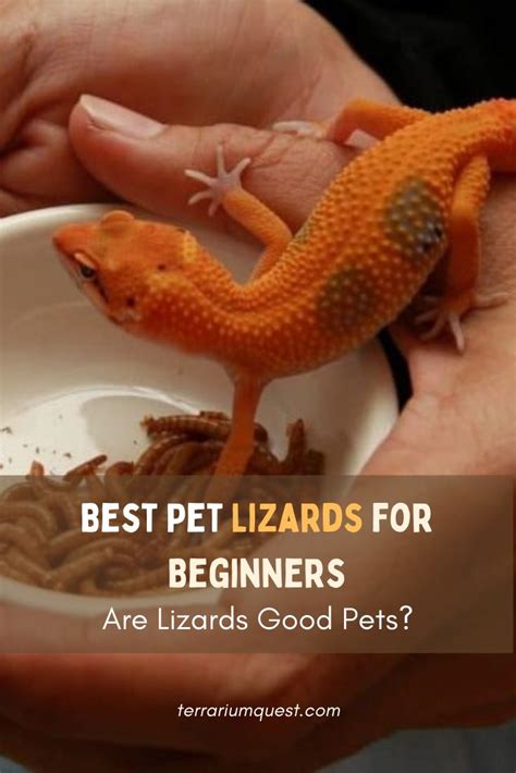 Best Pet Lizards For Beginners Are Lizards Good Pets Pet Lizards