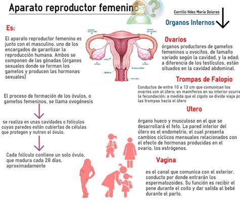 Morfofisiología Tema 10 Aparato Reproductor Femenino