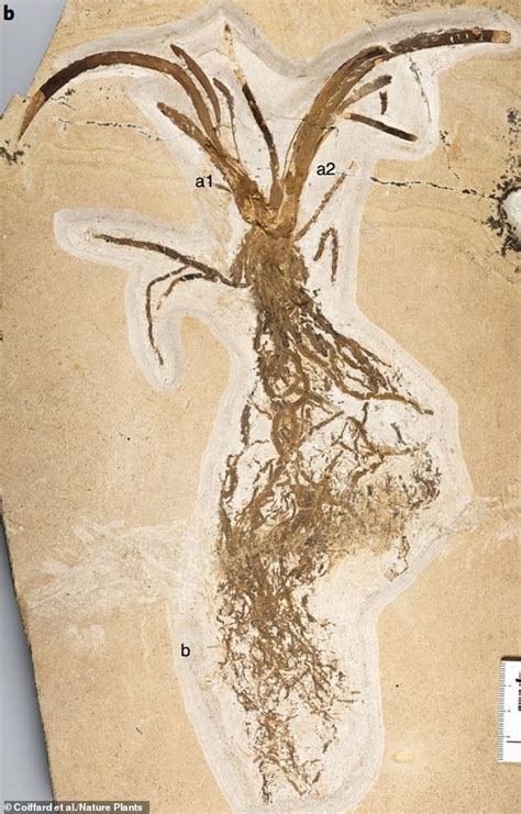 Worlds Oldest Lily Grew 115 Million Years Ago And Has A Fossilised