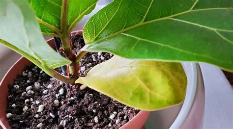 7 Reasons Why Houseplant Leaves Turn Yellow And How To Easily Fix Them