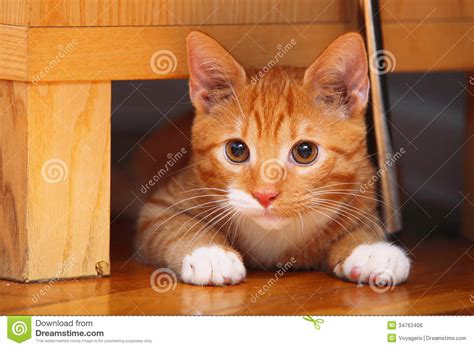 Rollstuhlfahrerin gibt geretteten tieren ein zuhause. Katzen-Haustiermiezekatze Der Tiere Zu Hause - Rote Nette ...