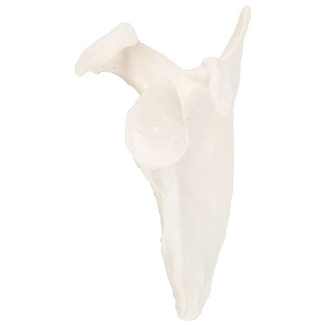 Axis Scientific Shoulder Anatomy Model Of Right Scapula Bone Shoulder
