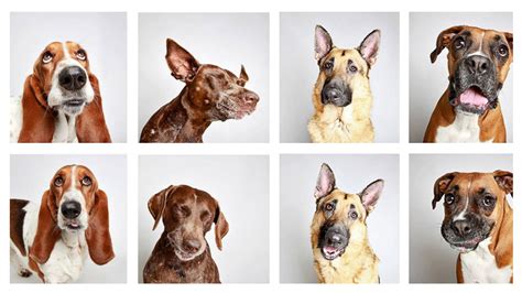 Photos Dogs From The Utah Humane Sociey Get Adorable Portraits In