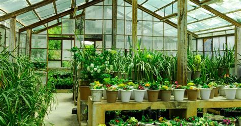 Guide To Greenhouse Gardening For Beginners