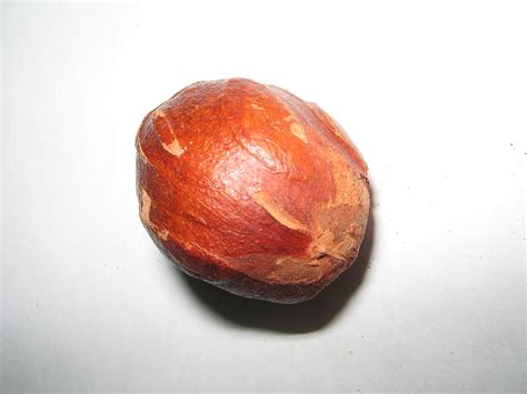 Candlenut, candleberry, indian walnut, varnish tree atau kukui nut tree), juga dikenali sebagai kemiri di indonesia, ialah salah satu spesies tumbuhan dalam famili euphorbiaceae. LAMAN-SERi : MeNCaRi KeReDHaaN-MU: Buah keras bukan ...
