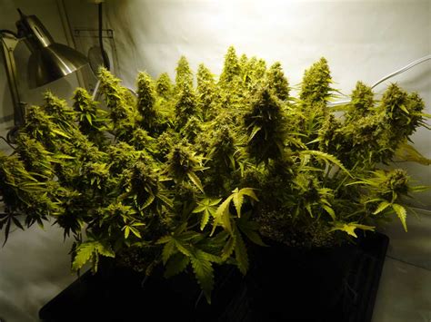 It's a complicated process where many thin. Grow 4-7 oz with a 250W HPS - Beginner Tutorial | Grow ...