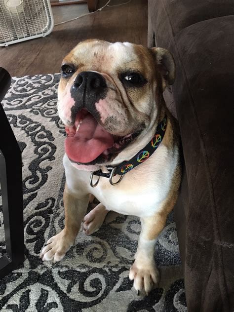 We offer a rescue & rehoming service for pure bred bulldogs across the uk. American Bulldog Rescue - 501C3 Not-for-Profit Dog Rescue ...
