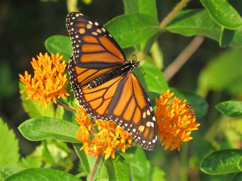 Monarch On Butterfly Weed Birds And Blooms