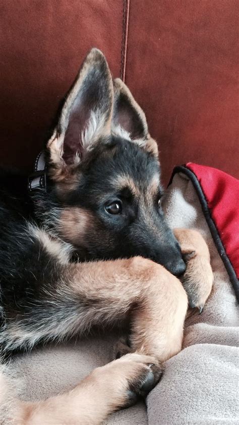20 Cute German Shepherd Dogs And Facts You Should Know Fallinpets