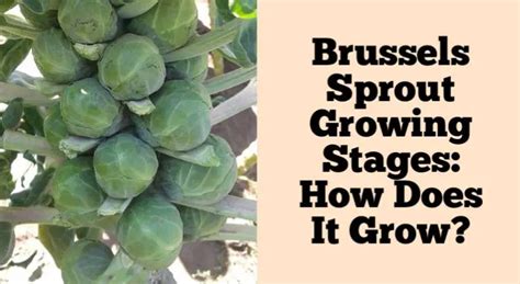 Brussels Sprout Growing Stages How Does It Grow Rockets Garden