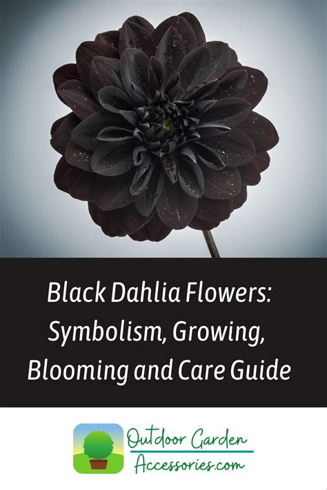 Black Dahlia Flower Symbolism Growing And Care Guide In 2023 Black