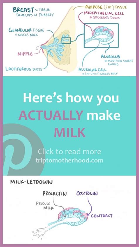do i have enough breast milk how milk production process really works trip to motherhood
