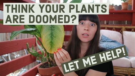 Think Your Plant Is Dying Tips To Turn It Around Youtube