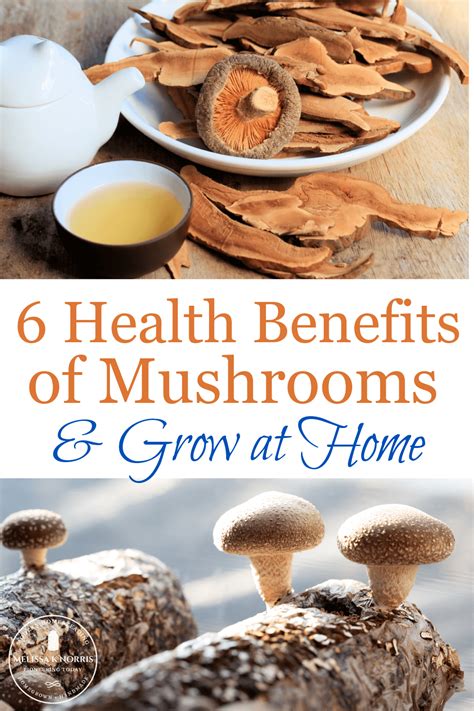 6 Health Benefits Of Mushrooms You Need To Know Melissa K Norris