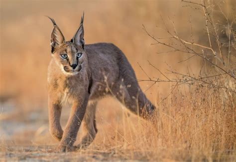 Le Caracal Aussi Connu Comme Le Lynx Du Désert Est Une Espèce Unique