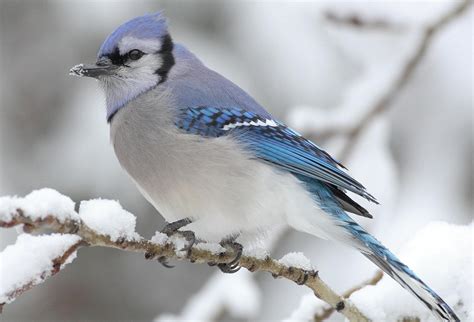 Winter Birds - Oak Hammock Marsh