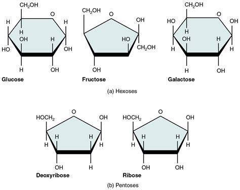 This Figure Shows The Structure Of Glucose Fructose Galactose