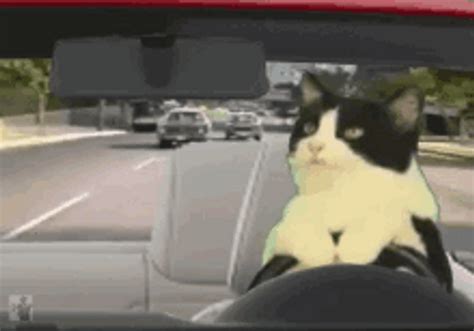 Cute Cat Driving Funny Car Gif Gifdb Com