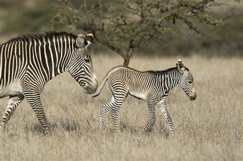 Grevys Zebra Mother And Foal Lewa Photograph By Suzi Eszterhas Fine