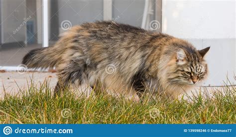 Beauty Long Haired Cat Outdoor Siberian Pet Of Livestock