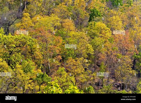 Forests Of Bandhavgarh National Park Madhya Pradesh India Stock Photo