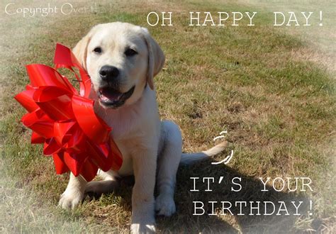 Dog Birthday Wishes Quotes Shortquotescc