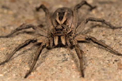 Самец и самка паука черной вдовы в чем разница — Котики и собачки