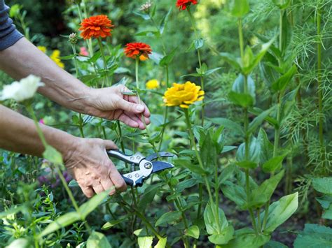 How To Harvest Cut Flowers Harvesting Flowers From Cutting Gardens