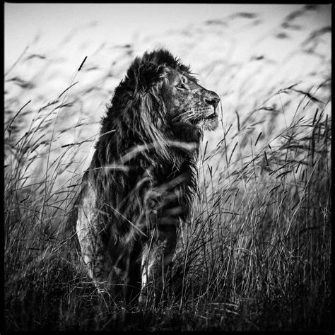 Black And White Wildlife Portraits By Laurent Baheux — Photography Office