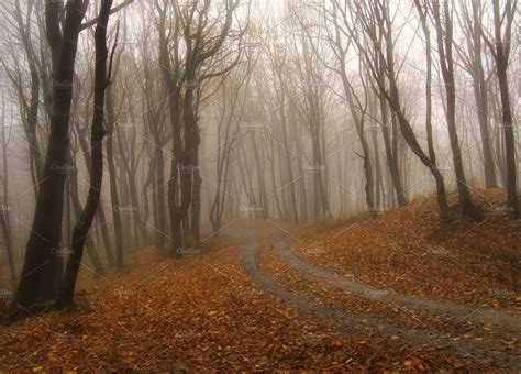 Autumn In Foggy Forest With Road Featuring Forest Fog And Tree High