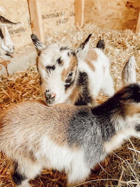 Our Nigerian Dwarf Baby Goats A Glimmer Of Hope On The Farm Twelve