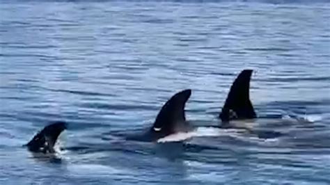 Pod Of Orcas Swims Along Shore In Washington Good Morning America