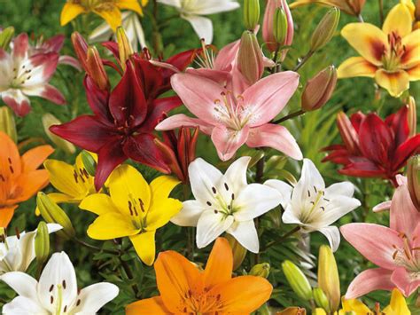 How To Grow And Care For Asiatic Lilies World Of Flowering Plants