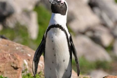 Qual O Nome Da Casinha Do Pinguim