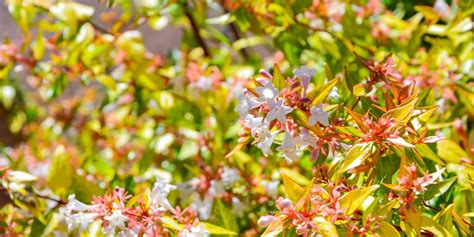 8 Great Kaleidoscope Abelia Companion Plants Gfl Outdoors