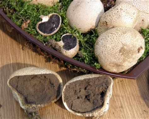 Wszystkie rurkowe nadają się do jedzenia? Ciekawe grzyby jadalne i niejadalne - zdjęcia i opisy
