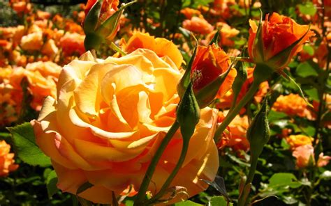 Beautiful Orange Fresh Rose Buds Wallpaper Flower Wallpapers 48401
