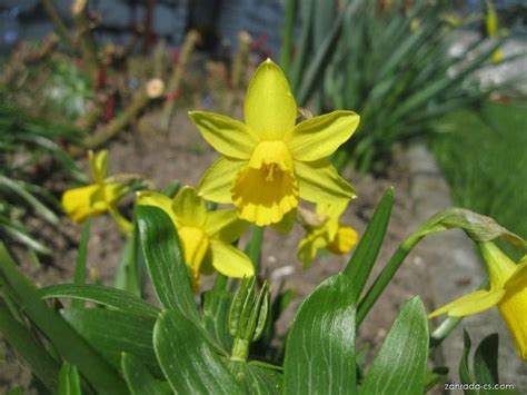 Narcis Narcissus Tete A Tete Květy Květenství Zahrada